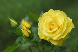 Flower of Yellow  Rose in the summer garden. Yellow Roses with shallow depth of field. Beautiful Rose in the sunshine. Yellow garden rose on a bush in a summer garden. Flower bush