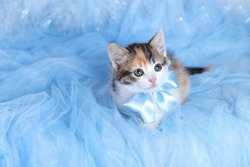 Gray Kitten with a blue bow tie sitting on a blue background. Close up portrait of a cute Kitten. Gray Cat posing for the camera. Pet care .Tabby. Cat on a light background. Pets. Pets without breed