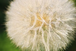 Beautiful Dandelion close-up with dew or water drops. Natural background. Fluffy dandelion with dew drops. Natural blurred spring background. Spring. abstract dandelion flower background 