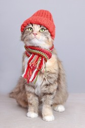 Cute Cat in a orange hat and scarf on a light background. Autumn concept. Cat with green eyes. Winter. Kitten ready for cold winter autumn. Lovely Kitten dressed in a knitted hat. Pet care. Pets 