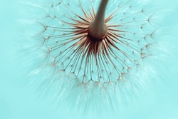 Dandelion on a Turquoise background. Freedom to Wish. Abstract dandelion flower background. Seed macro closeup. Soft focus. Silhouette fluffy flower. Nature background with dandelion. Fragility
