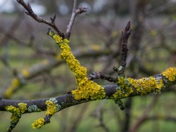Yellow lichens on fruit tree branch.
