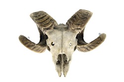 sheep skull with horns on white isolated background. bone