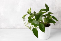 Golden pothos or devil's ivy in white modern flowerpot copy space