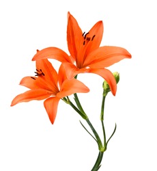 Tiger Lily flower isolated