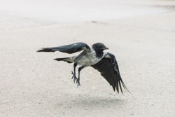 Small black crow takes off from gray sidewalk with copy space. Background of pavement with flying of little raven. Wingspan of bird above asphalt close up. Predatory animal of city fauna at fly time.
