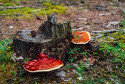 Two large red polypore grows on broken tree. Vivid red tinder fungus on tree stump close-up. Fomitopsis pinicola on bark among green plants in forest. Small bugs on big polypore. Insect on mushroom.