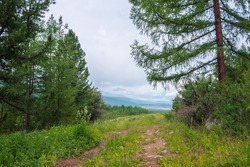 Dramatic view from forest hill to mountains in horizon under cloudy sky. Scenic green landscape with conifer forest and mountains in overcast. Coniferous trees on hill with view to mountain vastness.