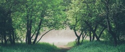 Atmospheric landscape with beautiful lush green foliage. Footpath under trees in park in early morning in mist. Pathway among green grass and leafage in faded tones. Toned green background of nature.