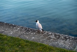 European seagull with a black head in front of blue water. Wild bird on the ground. Gull standing in the sunset light. Animal wildlife in a public park in Germany.