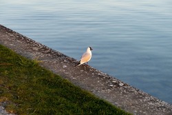 European seagull with a black head in the orange sunset light. Wild bird on the ground in front of clear blue water. Gull standing on a stone wall. Animal wildlife in a public park in Germany.