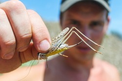 Close-up of a man's fingers holding a large grasshopper. Locusts, acridids in the man's hand