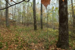 Spider web with dewdrops on the background of a blurry autumn forest. Spider web in the morning foggy forest