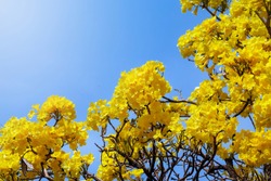 Fresh Natural flower in bright day,beautiful yellow flower in the garden Silver trumpet tree, Tree of gold,Paraguayan silver trumpet tree,Tabebuia aurea with clear blue sky background Thailand.