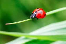 Macro photo of Ladybug in the green grass. Macro bugs and insects world. Nature in spring concept.