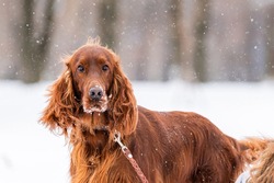 Irish Red Setter dog playing on a leash on a winter walk