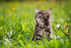 small fluffy playful gray tabby Maine Coon kitten walks on the green grass.