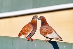 two gray-brown pigeons sit on the fence beak to beak under the bright sun