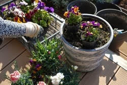 Gardener's hands planting flowers in pot with soil on terrace balcony garden, close up photo. Gardening concept                               