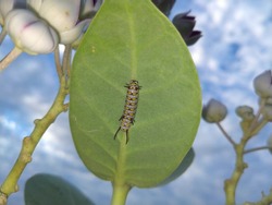 Close Up Of Caterpillar. Caterpillar. Caterpillar insect. sawflies. Cerura erminea. Puss moth. Monarch caterpillar. Queen caterpillar's. Palin tigers caterpillar's.