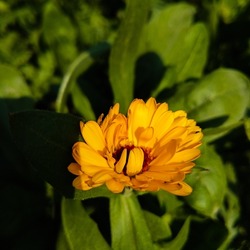 Calendula officinalis, the pot marigold, common marigolds, ruddles or Scotch marigold, is a flowering plant in the daisy family Asteraceae. Marigold. Pot Marigold. Yellow flower. Orange flower. Garden