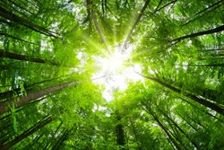 Wide-angle canopy shot in a beautiful green forest, magnificent upwards view to the treetops with fresh green foliage and the sun