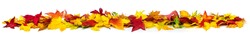 Colorful autumn leaves on the ground as a border, extra wide panorama format with vibrant colors, isolated on white