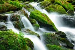 Mountain creek cascade with fresh green moss on the stones, long exposure for soft water look