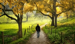 Man walking through the beautiful countryside, with green meadows and autumn trees surrounding the scenic pathway 