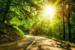 Landscape shot with the gold sun rays illumining a scenic road in a beautiful green forest, with light effects and shadows