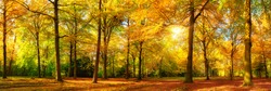 Gorgeous autumn landscape panorama of a scenic forest with lots of warm sunshine