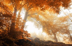 Beech trees in a scenic misty forest in autumn, with soft light and warm vibrant colors