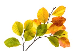 Twigs with colorful leaves of a beech tree,  studio isolated on pure white