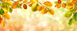 Colorful autumn beech leaves border on a beautiful nature bokeh background, wide panorama format