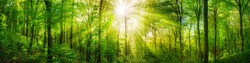 Panorama of a scenic forest of fresh green deciduous trees with the sun casting its rays of light through the foliage
