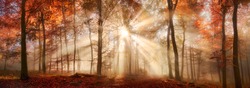 Rays of sunlight in a misty forest in autumn, a panorama with magical atmosphere and warm colors