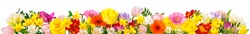 Flowers in cheerful colors, studio isolated on white, in banner format or as a seasonal natural border for spring and summer