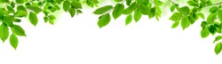 Green leaves isolated on white as an ornate panoramic nature border