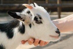 Adorable little goat being stroked at the petting zoo