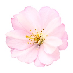 Close-up of a delicate bright pink cherry blossom on white background