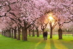 A richly blossoming cherry tree garden at sunset being peacefully enjoyed by a walking couple