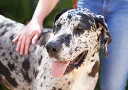 Spotted Great Dane rescue dog stands with tongue out while woman has her hand on his ribcage to show compassion