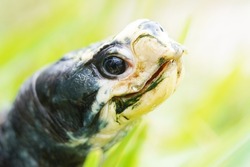 Gulf coast box turtle head closeup showing eyes and bony white mouth outside against a background of greenery                              