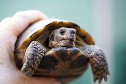 Male Russian tortoise held up against a green background outside, showing his plastron, carapace, head and legs.                               