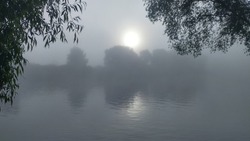 In the morning, fog swirls over the river, through which the sun's rays break through. The branches of willows growing on the shore bent over the rippling water. There is a forest on the opposite bank