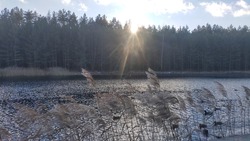 At the beginning of winter there is snow on the shores of the lake. The sun shines over the conifers growing on the opposite shore. The wind drives small waves on the water and rustles the reeds