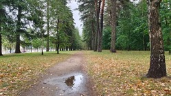 After the rain, puddles formed on the dirt path in the city park. There are spruce, pine, and birch trees growing on grassy lawns along the edges of the path. There is a highway nearby and cars drive 