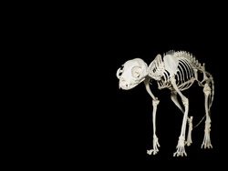 Skeleton of the domestic cat or Felis Catus