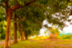 a tree landscape blur photo