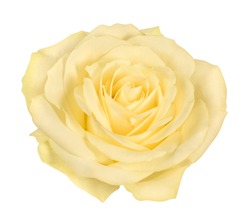 Open bright yellow rose blossom
